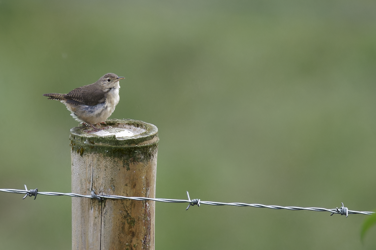 Southern House Wren - ML644259932