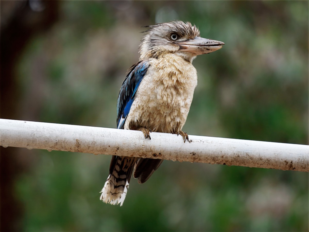 Blue-winged Kookaburra - ML644259933