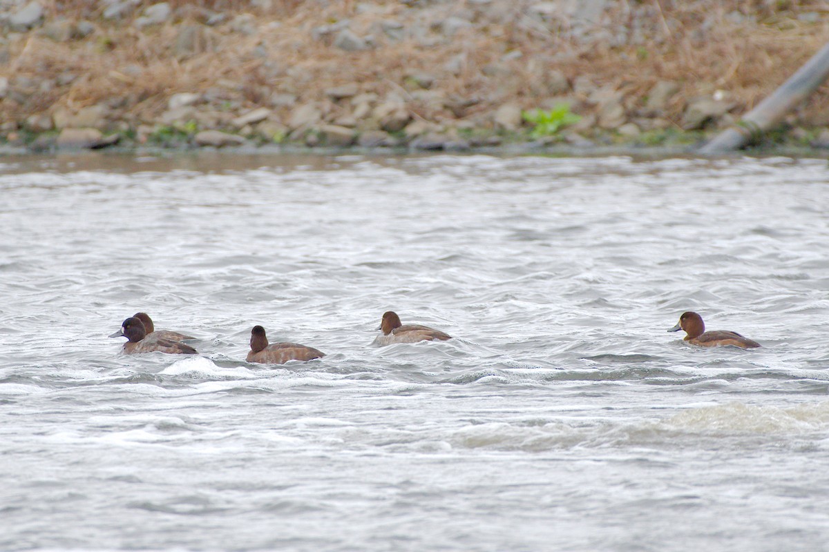 Морская чернеть - ML644259938