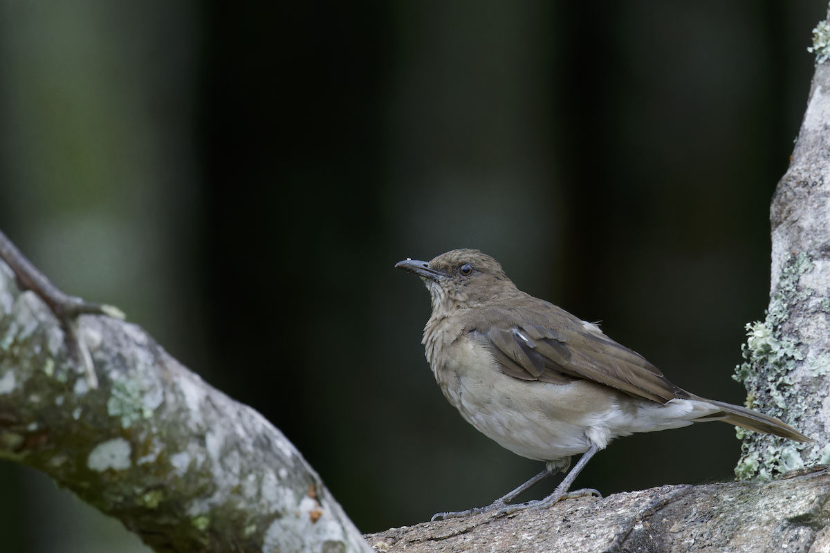 Черноклювый дрозд - ML644259942