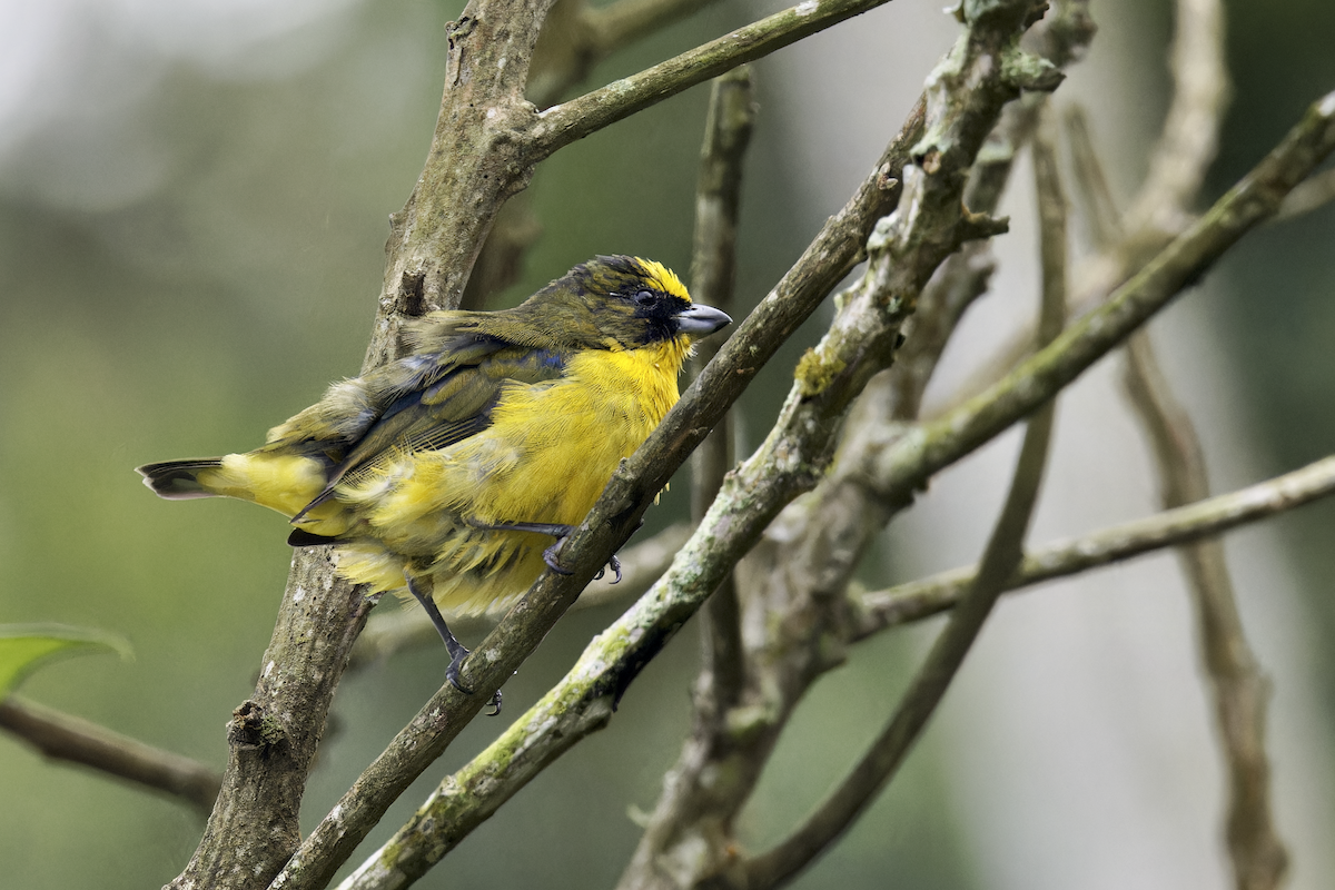 Толстоклювая эуфония - ML644259951