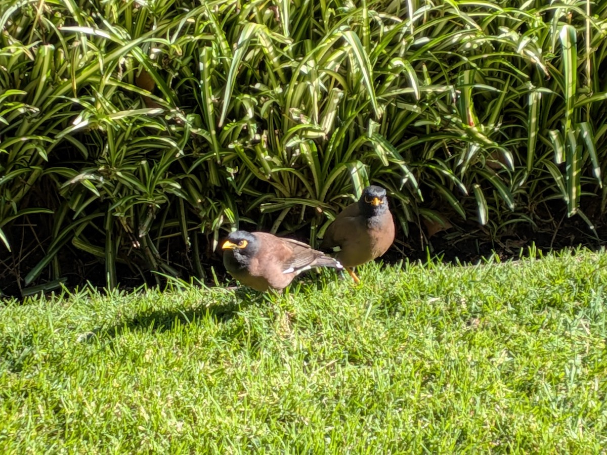 Common Myna - ML644259953