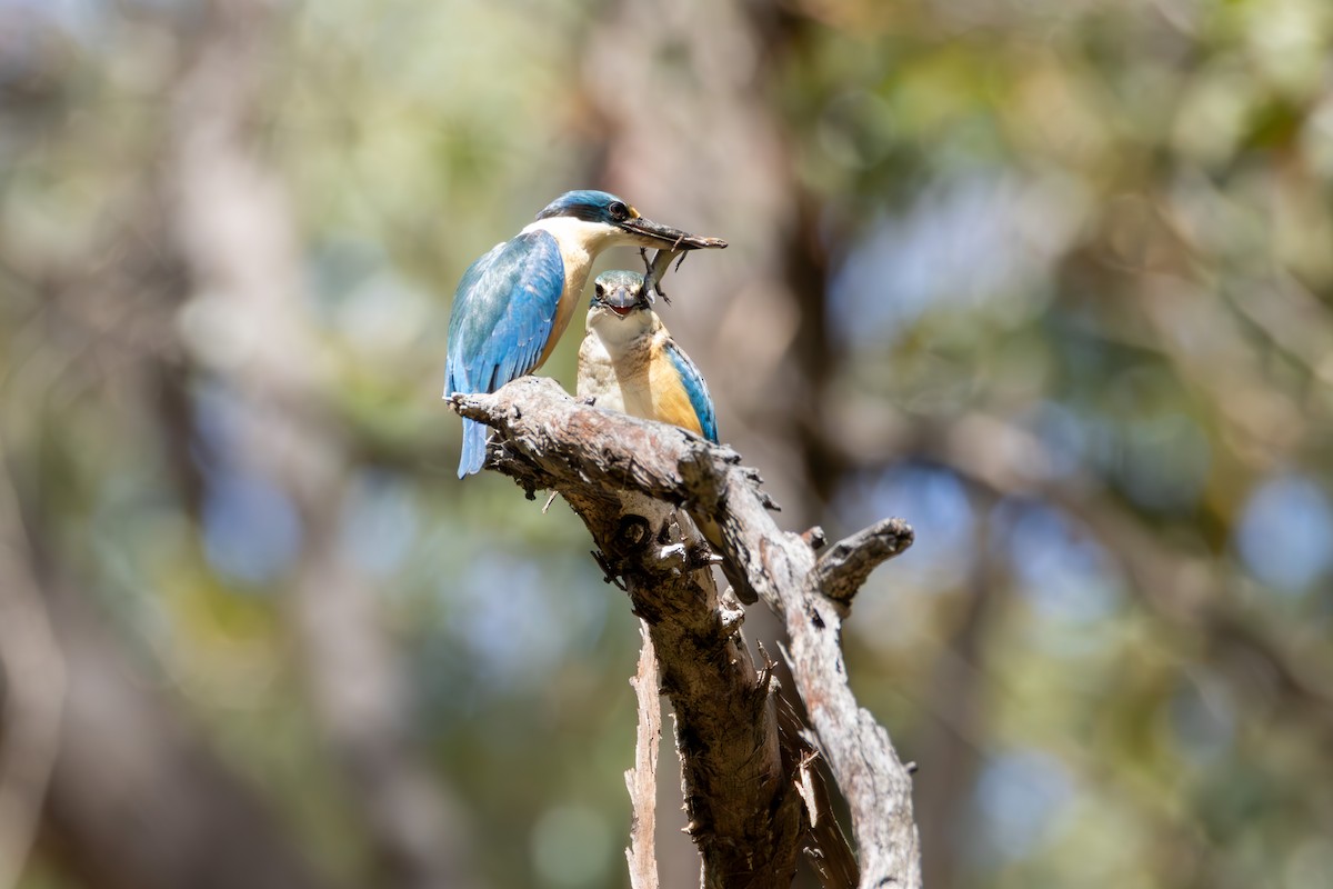 Sacred Kingfisher - ML644259959