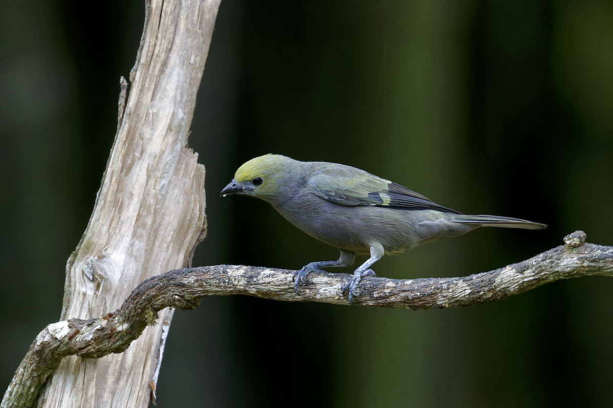 palmetanagar - ML644259960