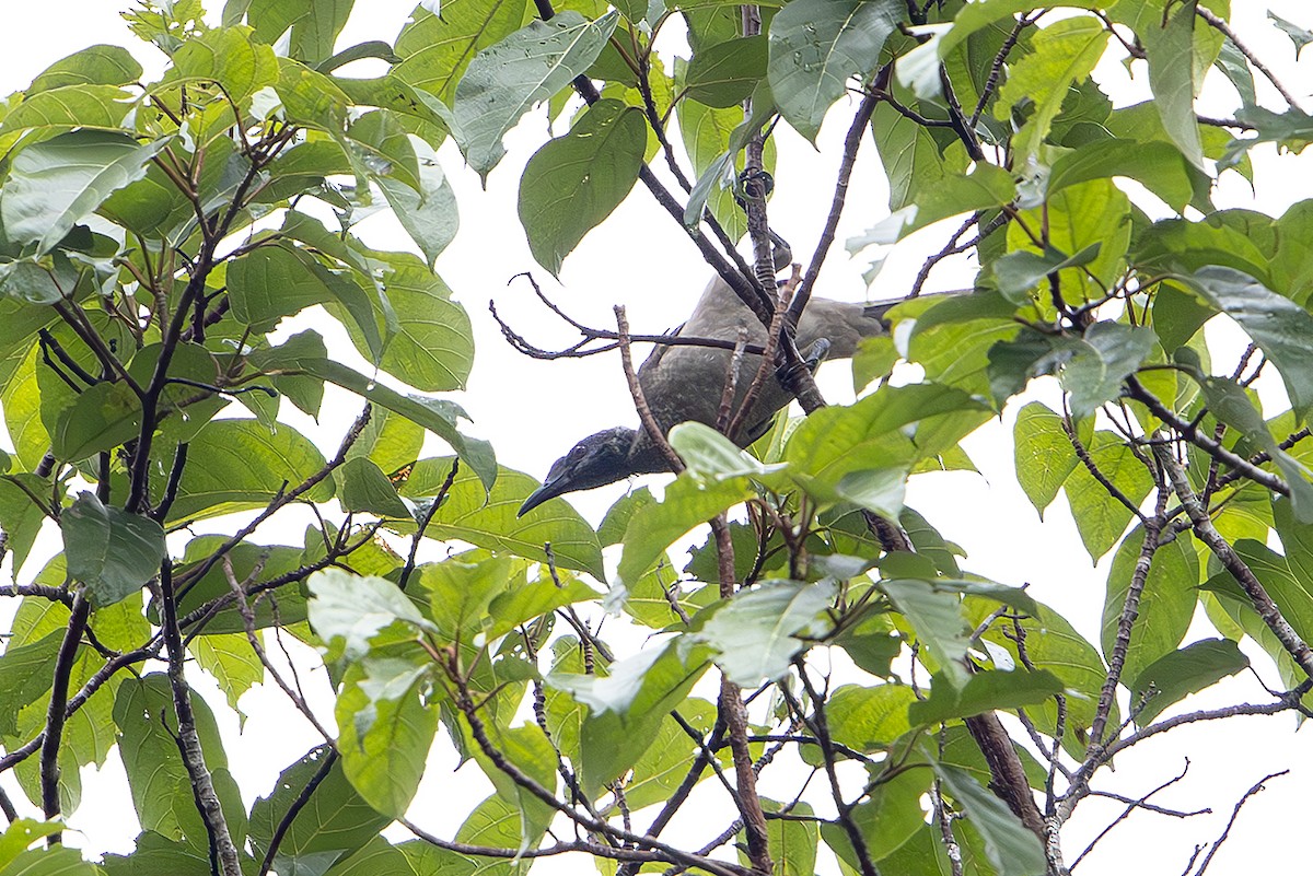 hjelmmunkefugl (novaeguineae) - ML644259963