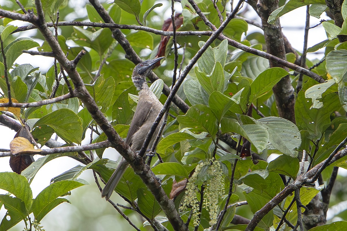 hjelmmunkefugl (novaeguineae) - ML644259964