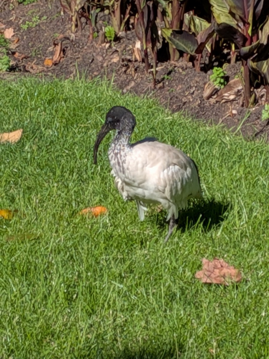 Australian Ibis - ML644259969