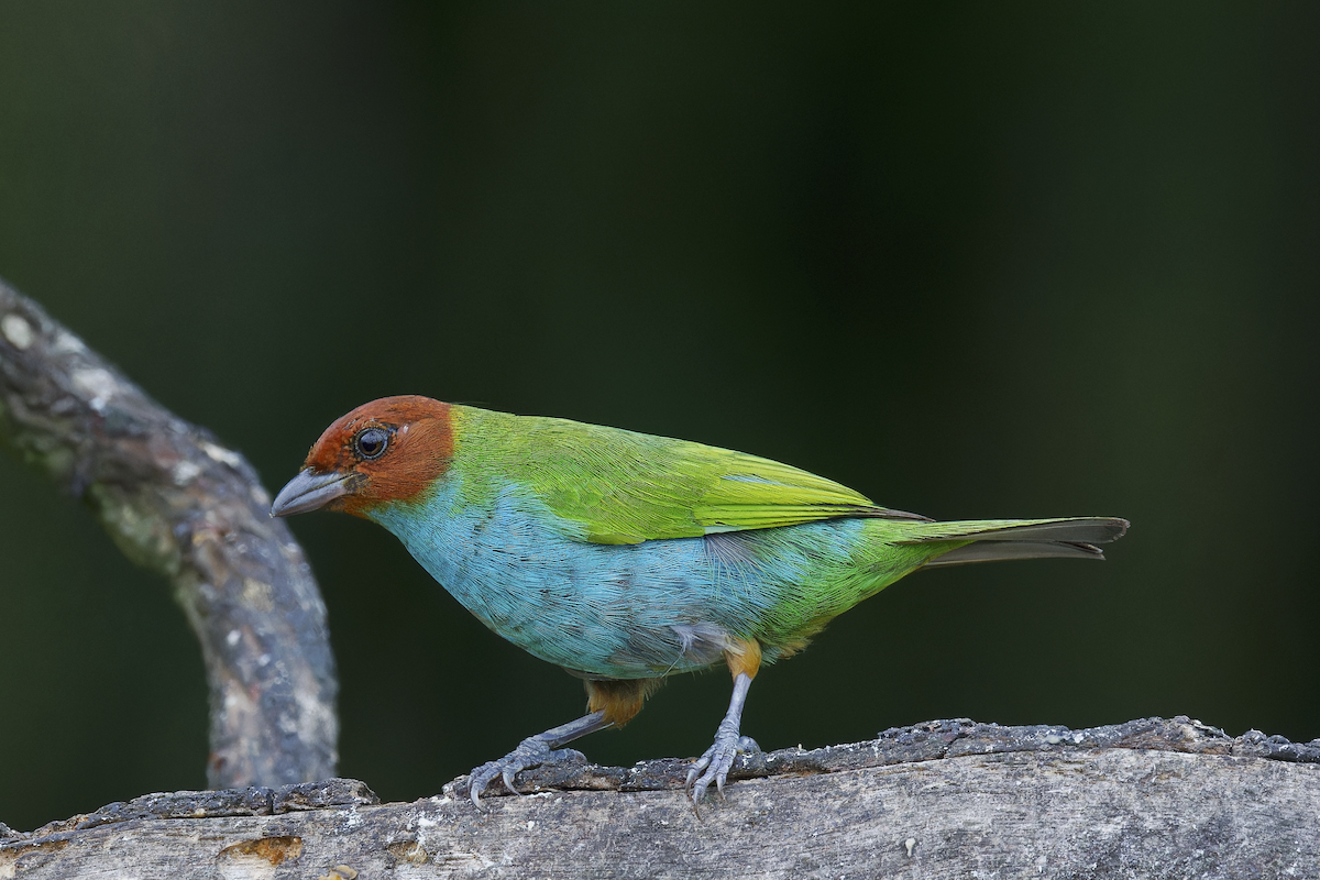 Рыжеголовая танагра - ML644259972