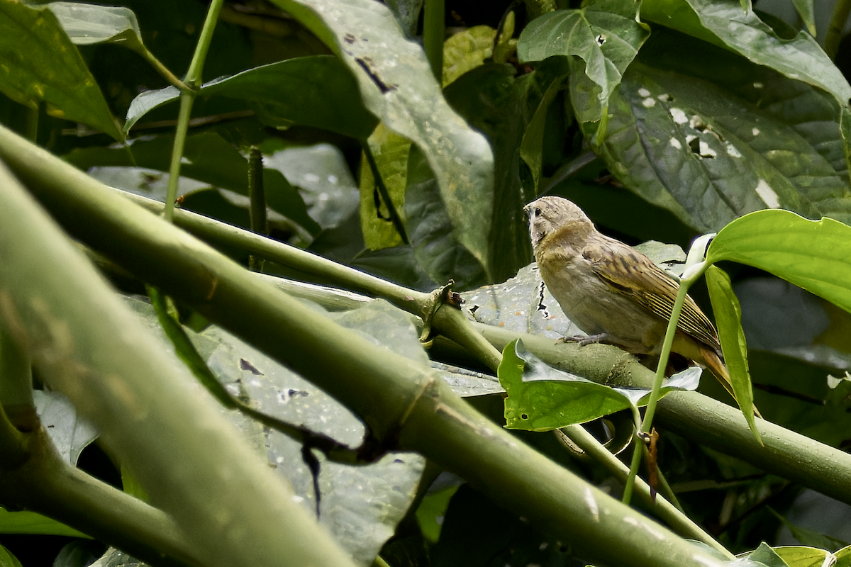 Серый просяночник - ML644259986