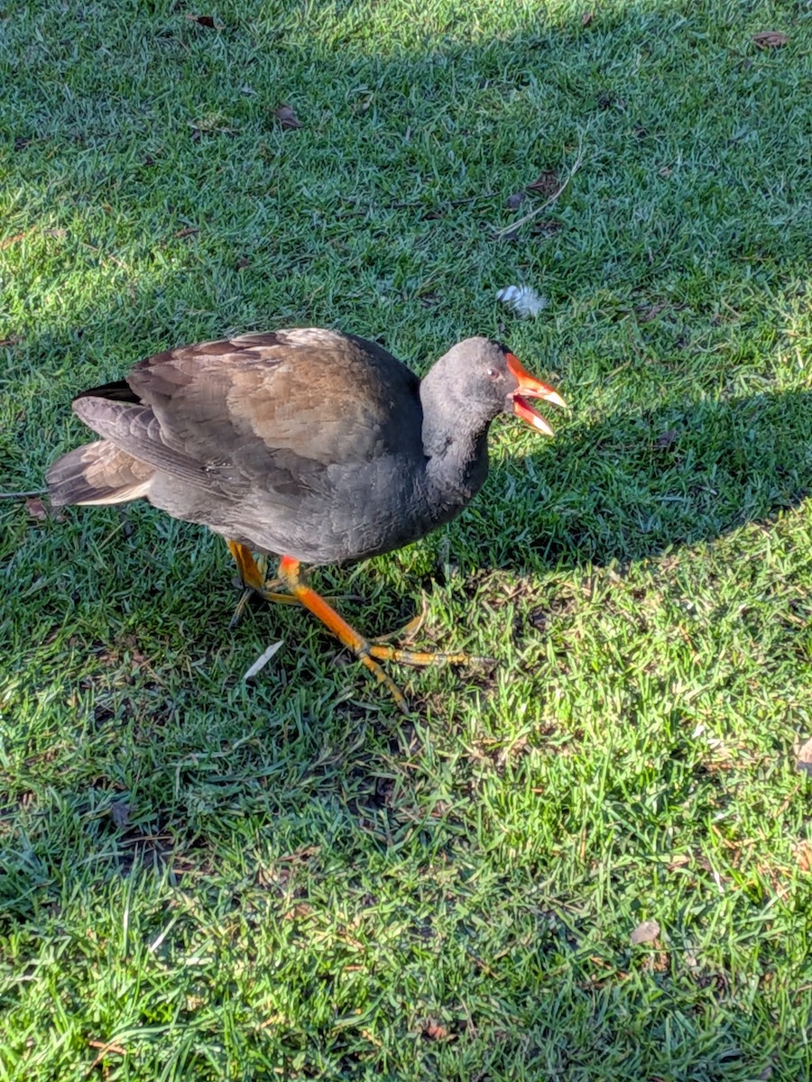 Dusky Moorhen - ML644259989