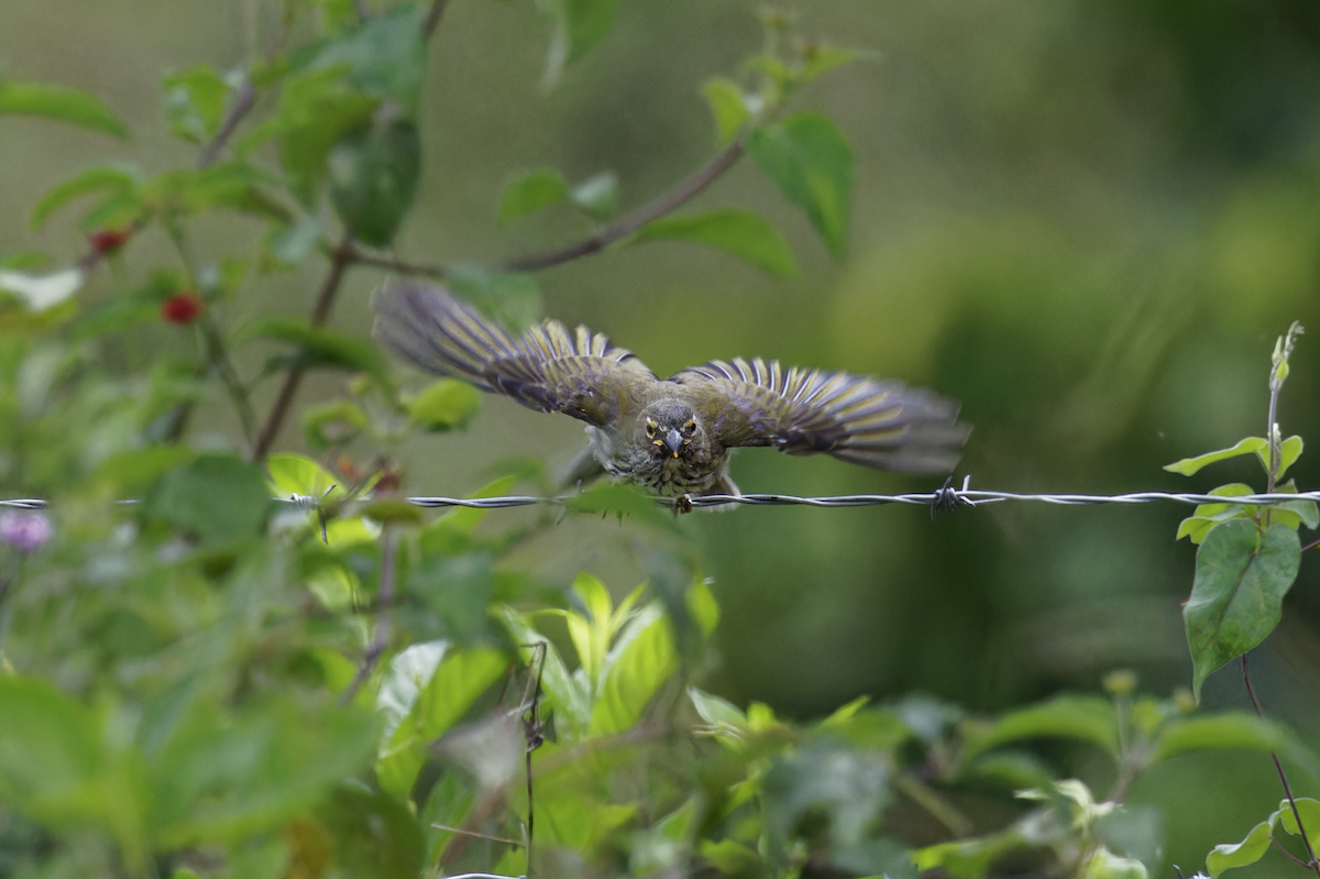 Пёстрый сальтатор - ML644259996