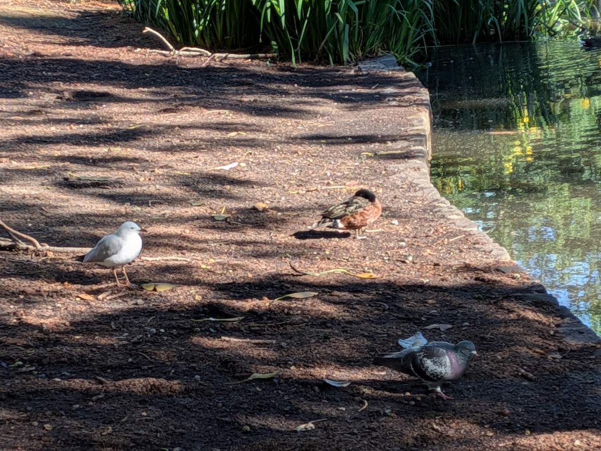 Rock Pigeon (Feral Pigeon) - ML644259999