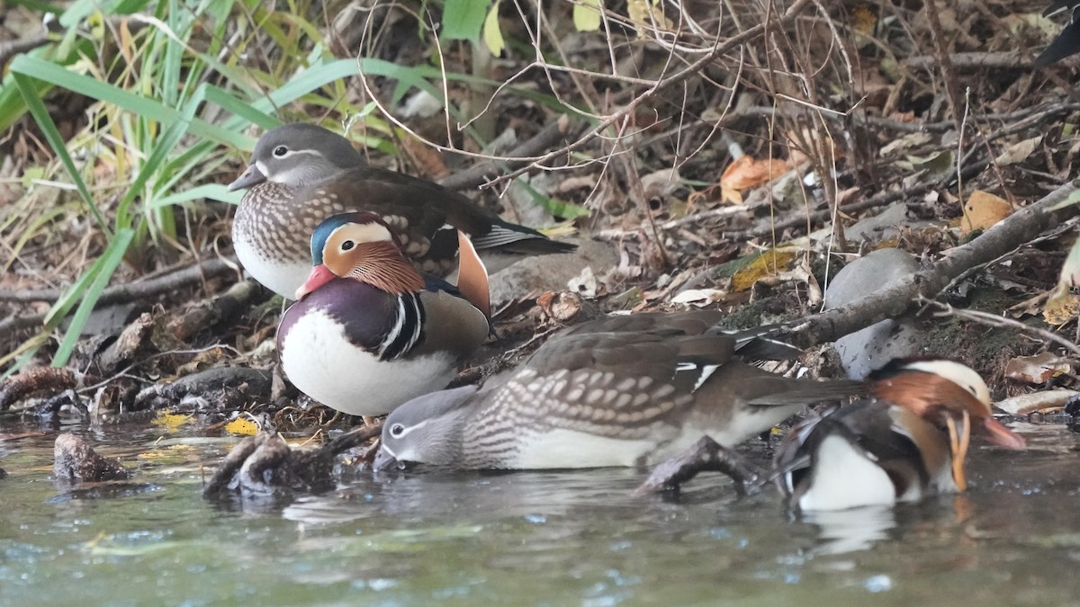 Mandarin-ahatea - ML644260005