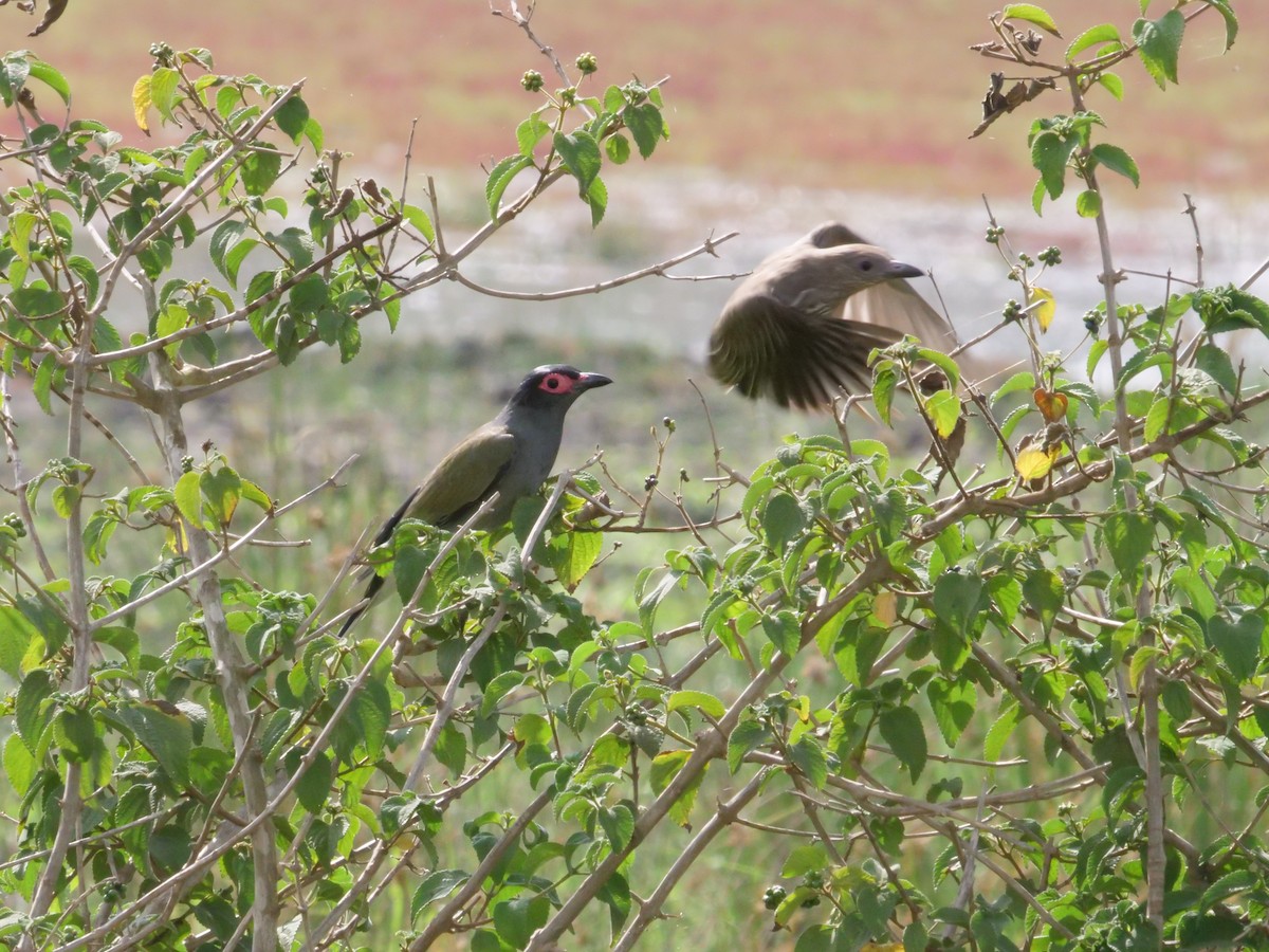 Australasian Figbird - ML644260007