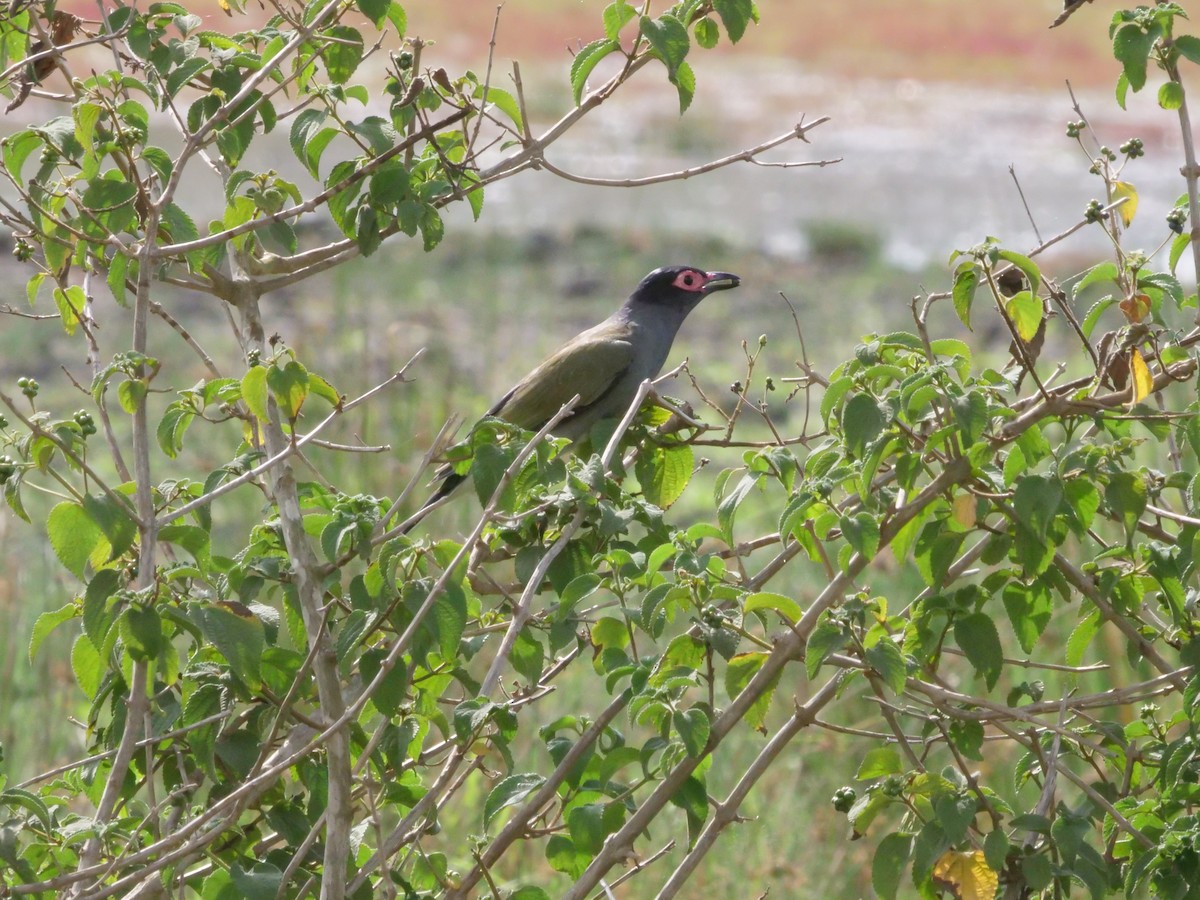 Australasian Figbird - ML644260008