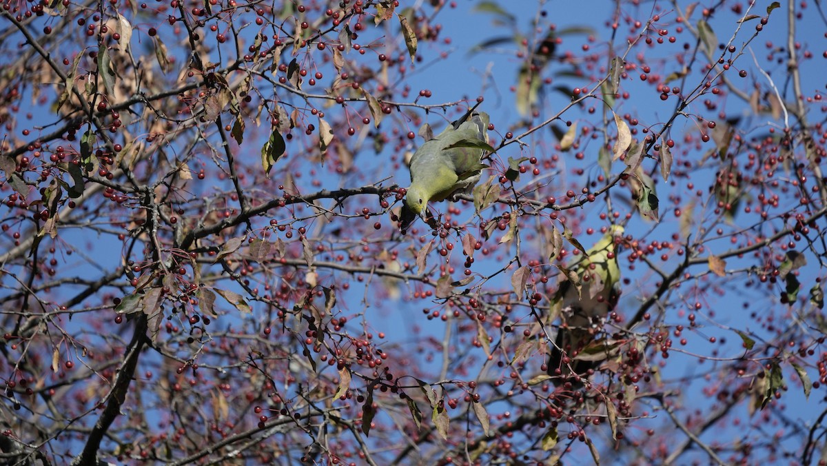 White-bellied Green-Pigeon - ML644260012