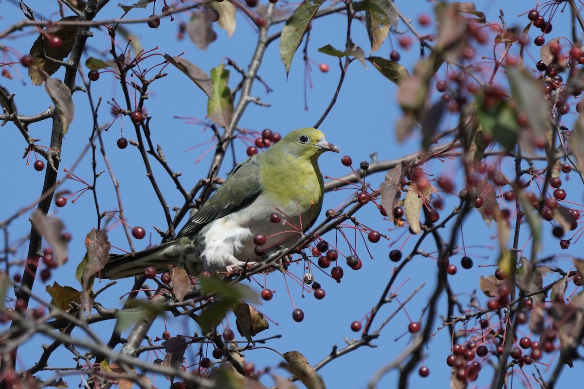 White-bellied Green-Pigeon - ML644260013