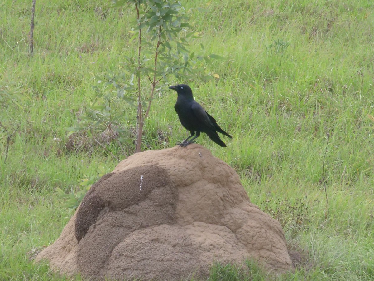 Torresian Crow - ML644260014