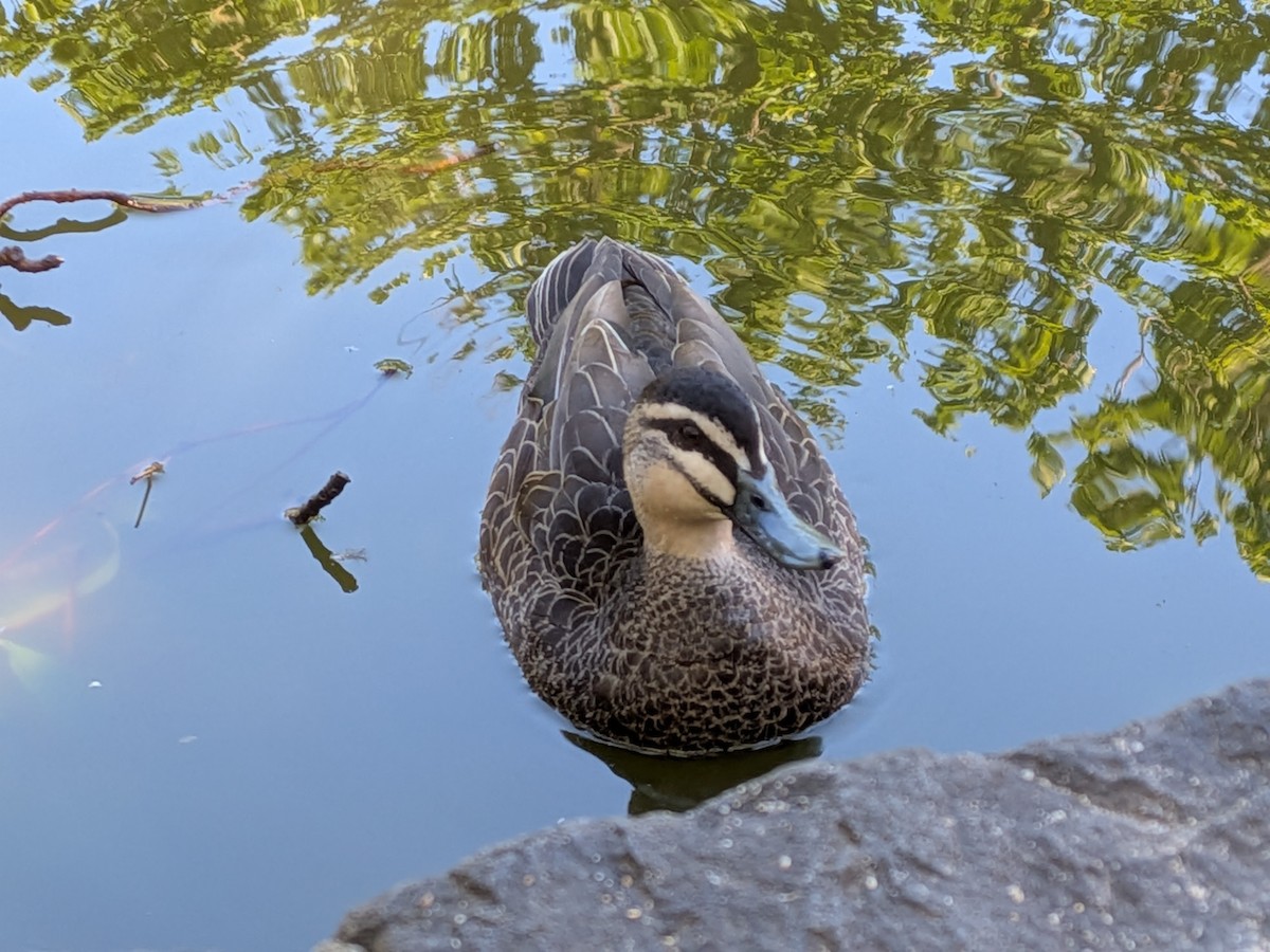 Pacific Black Duck - ML644260021