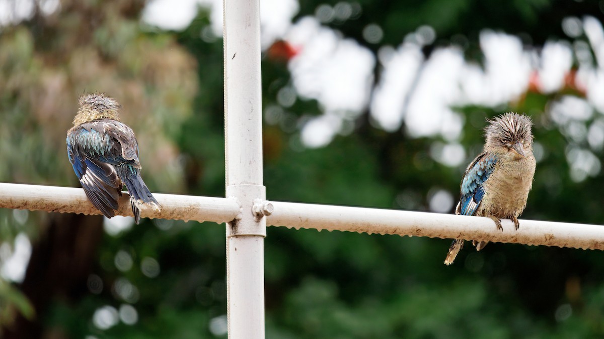 Blue-winged Kookaburra - ML644260029