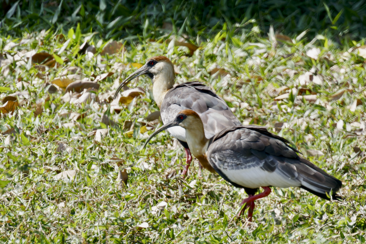 Buff-necked Ibis - ML644260035