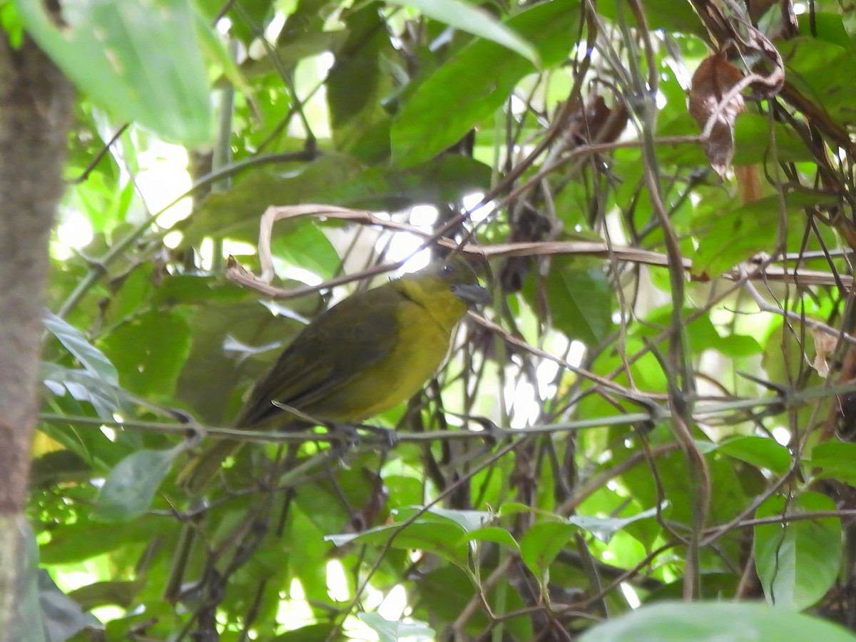 Carmiol's Tanager - ML644260036