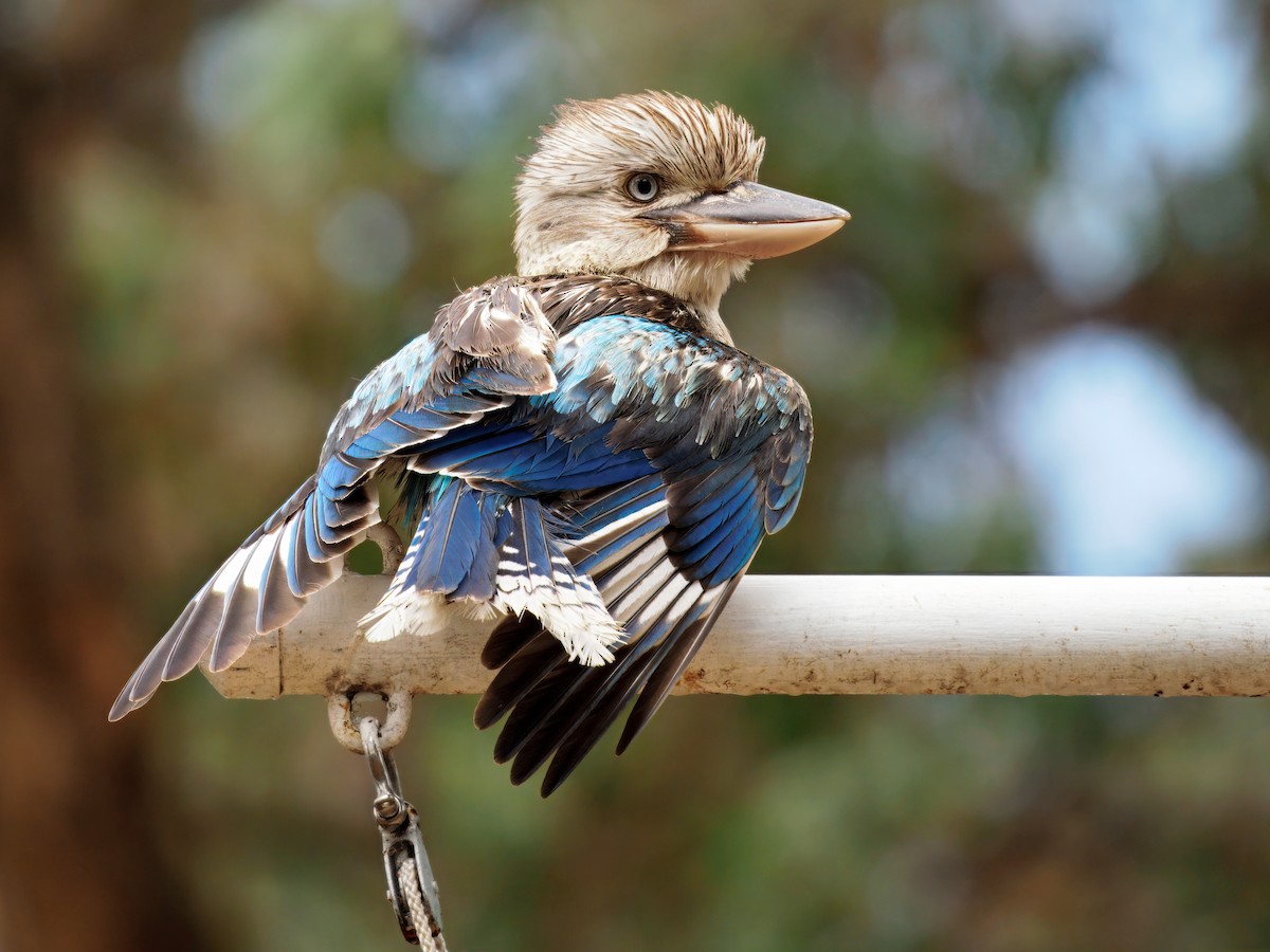 Blue-winged Kookaburra - ML644260039