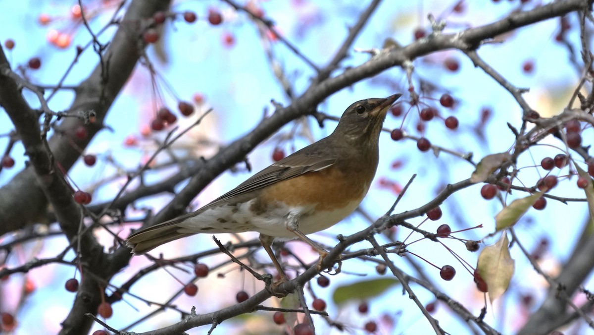 Халиун хөөндэй - ML644260063