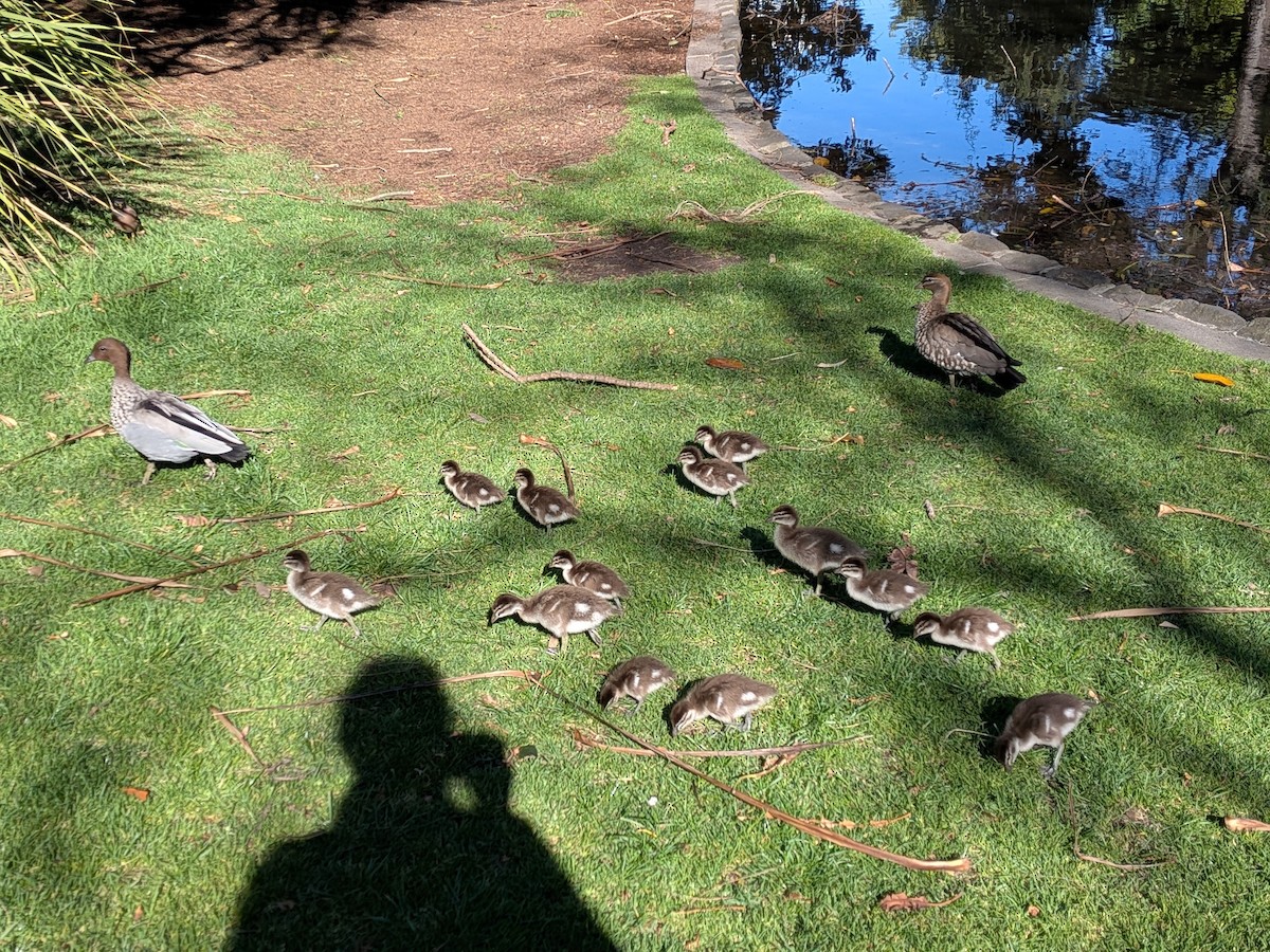 Maned Duck - ML644260066