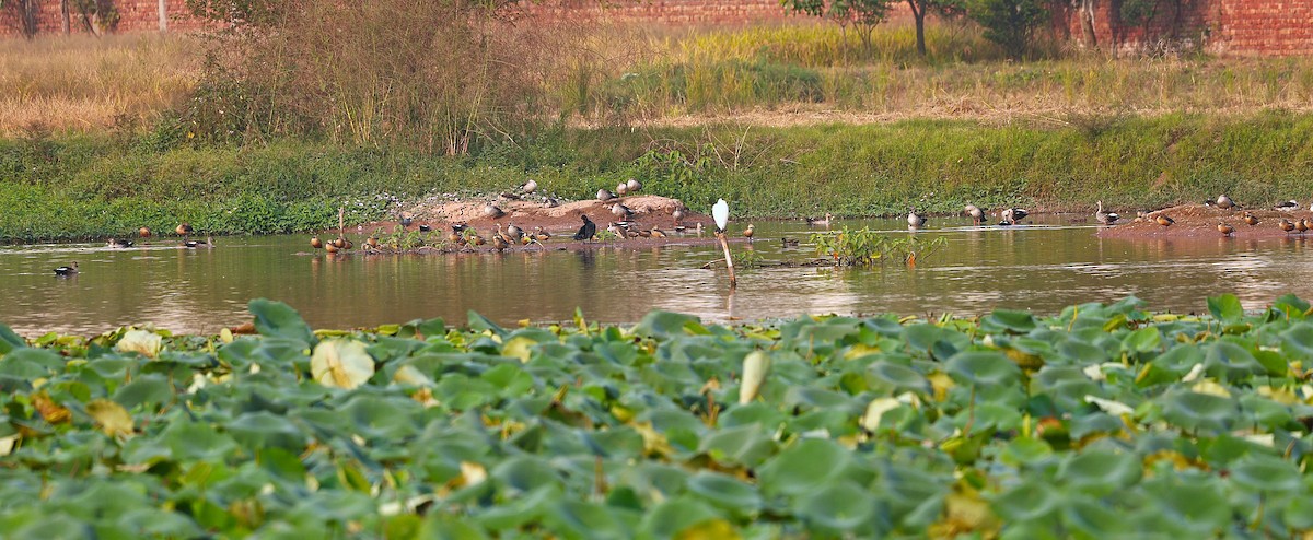 Knob-billed Duck - ML644260071