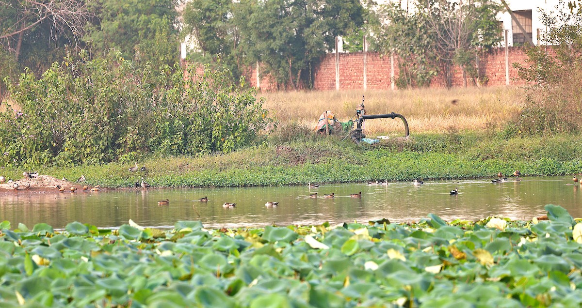 Knob-billed Duck - ML644260073