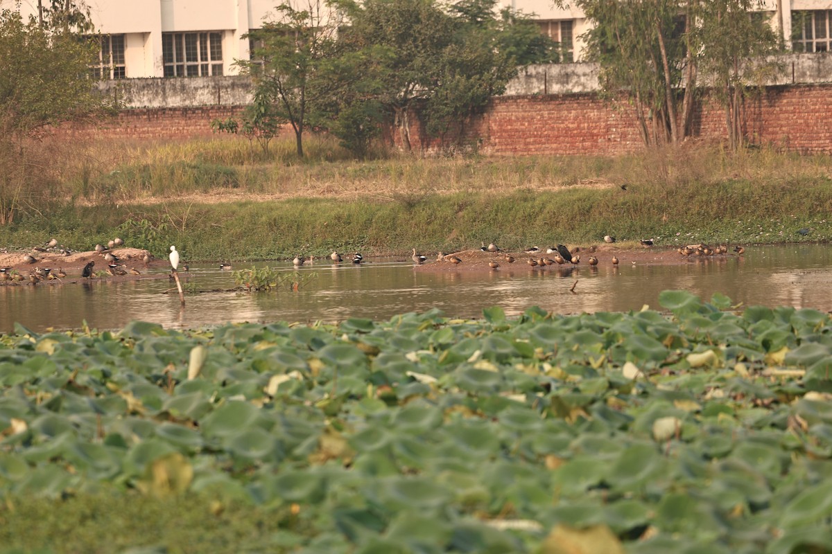 Knob-billed Duck - ML644260075