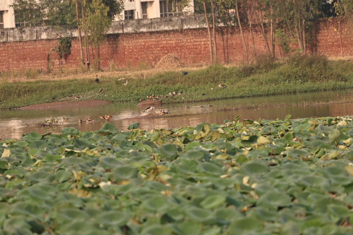 Knob-billed Duck - ML644260076