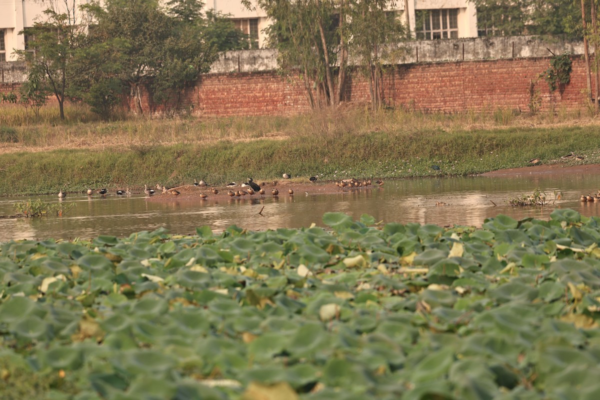 Knob-billed Duck - ML644260077