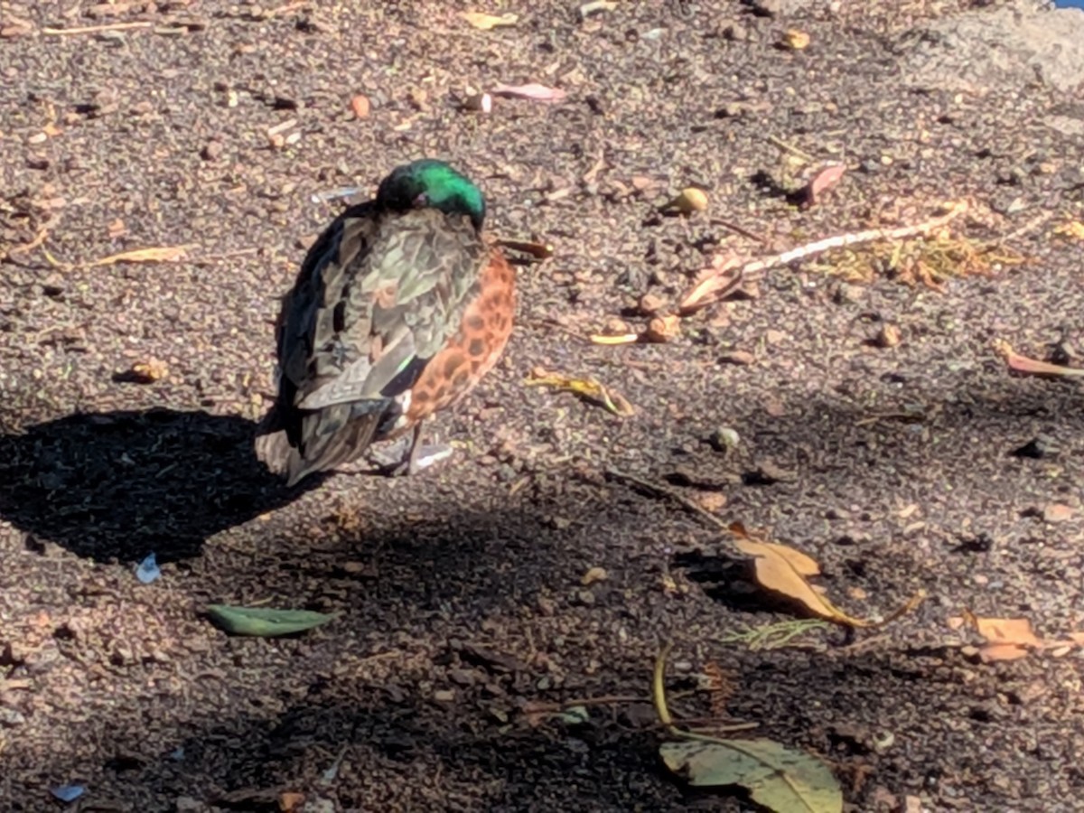 Chestnut Teal - ML644260103