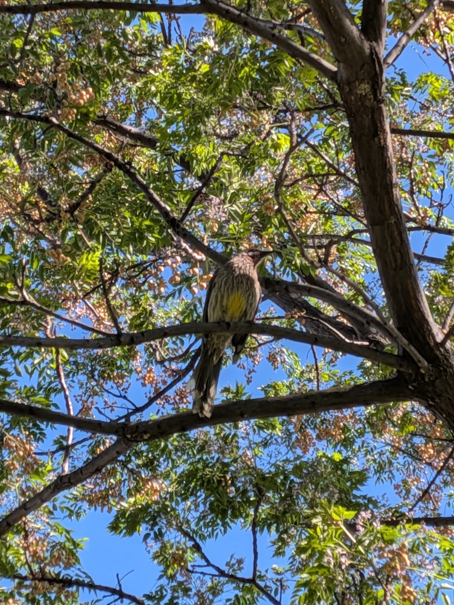 Red Wattlebird - ML644260124
