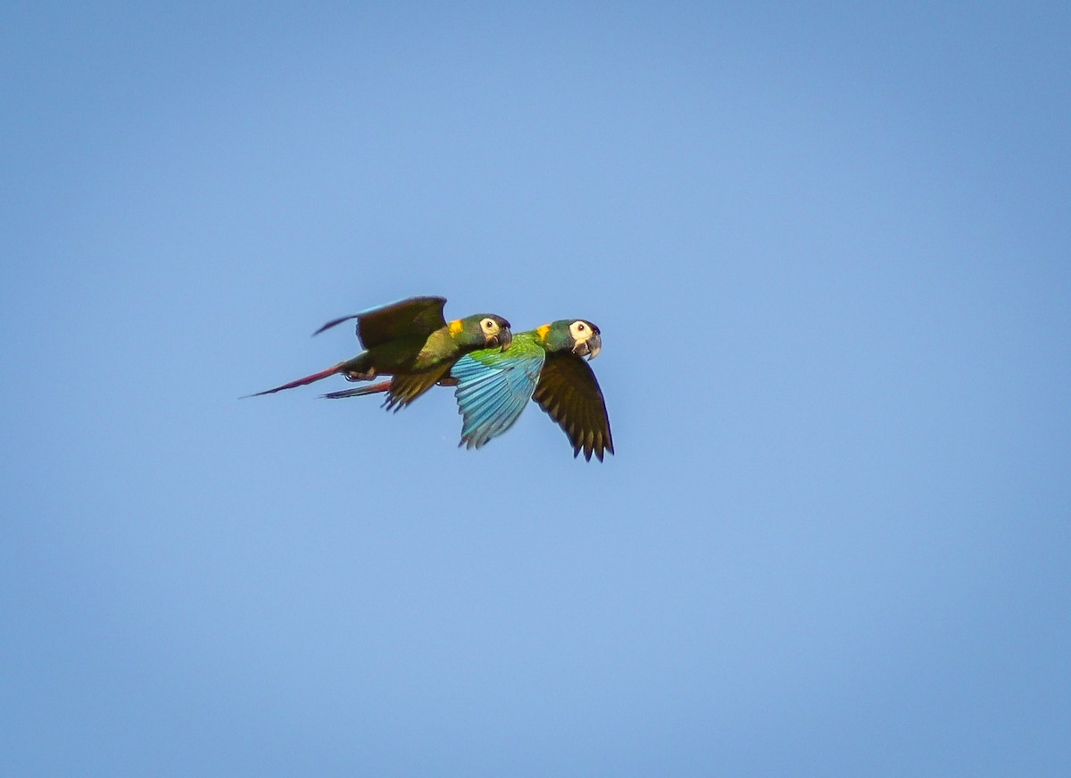 Yellow-collared Macaw - ML644260127