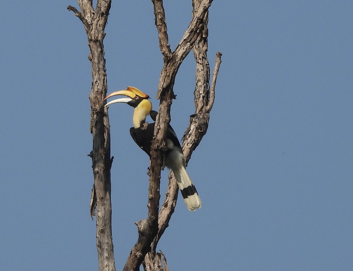 Great Hornbill - ML644260148