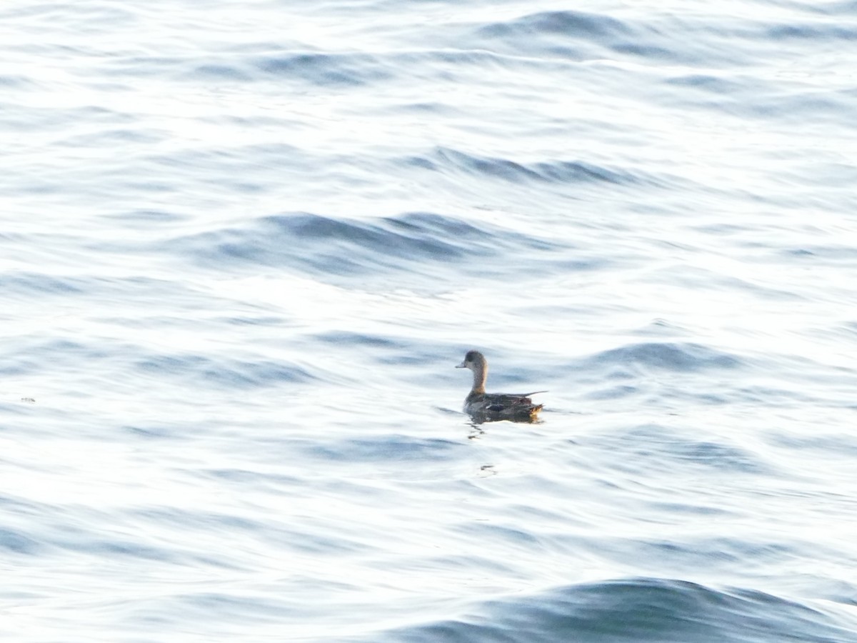 Amerika Fiyusu - ML644260159