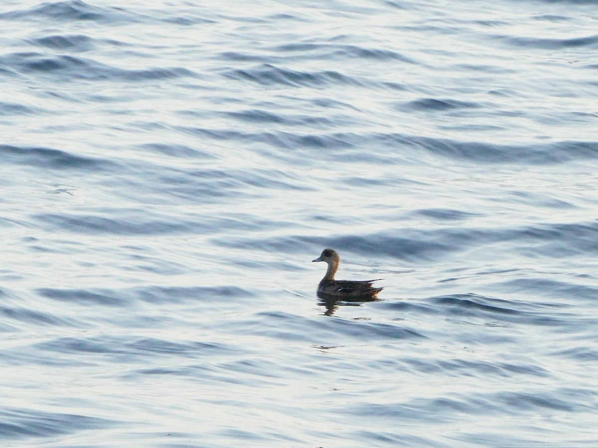 Amerika Fiyusu - ML644260160