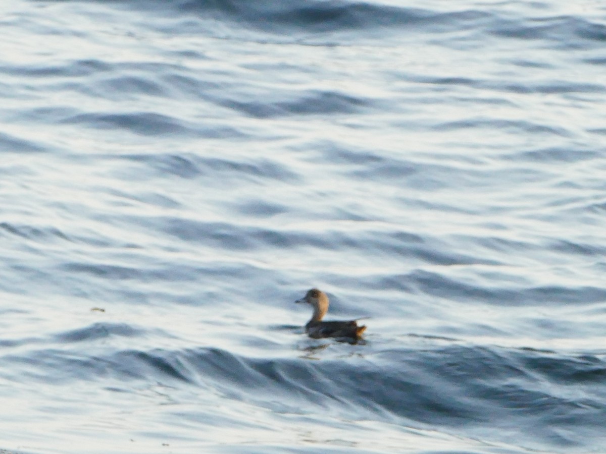 Amerika Fiyusu - ML644260161