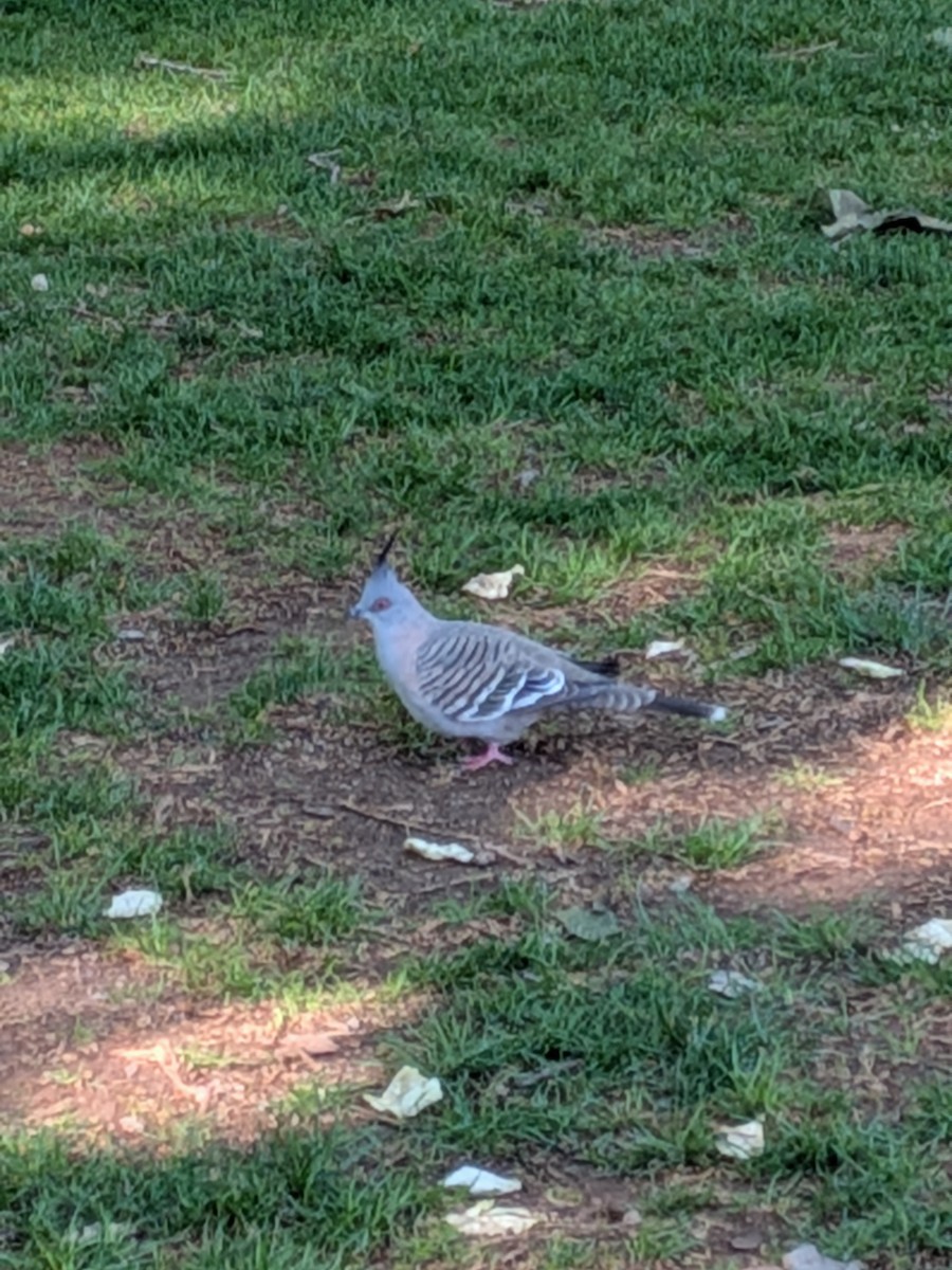 Spitzschopftaube - ML644260163