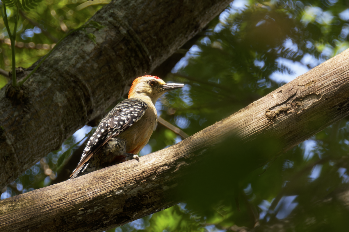 datel kápový - ML644260164