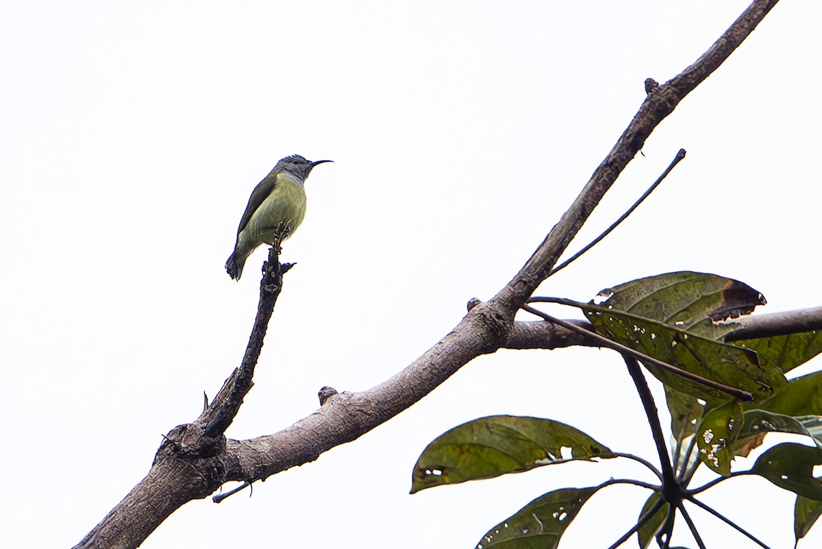 Sahul Sunbird - ML644260166