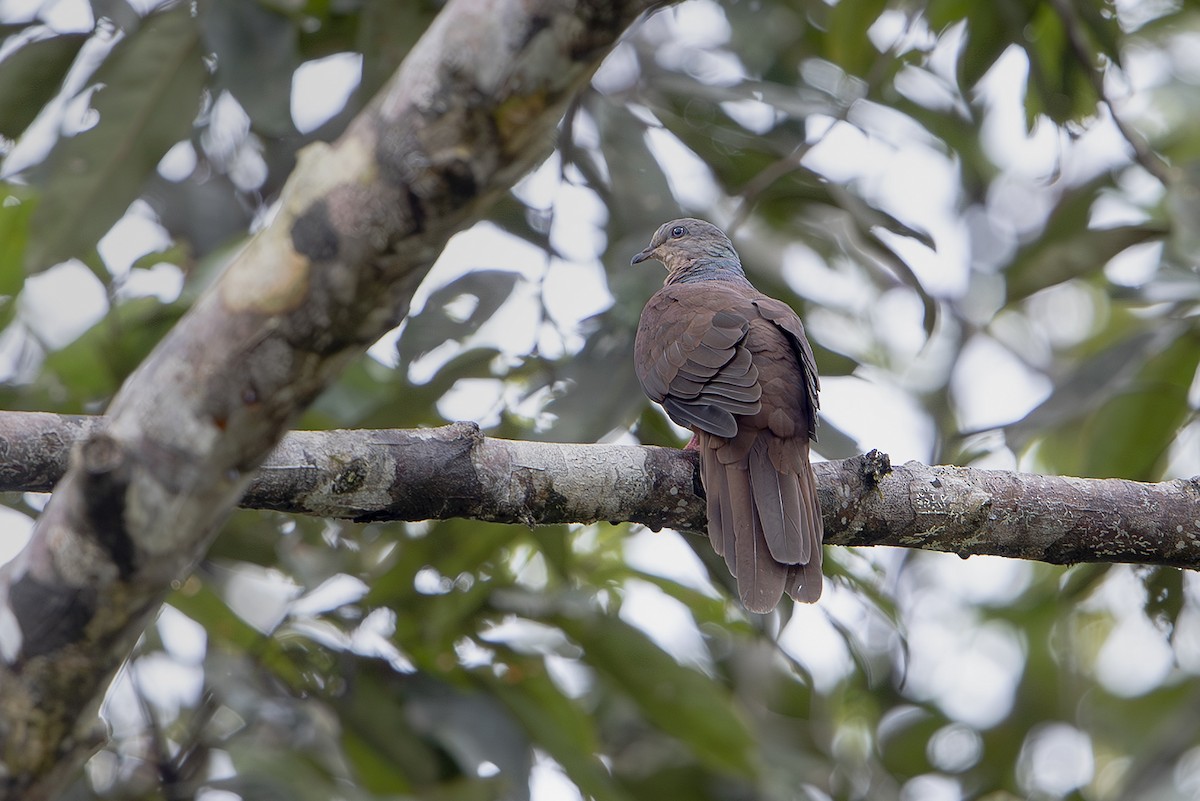 スルターンオナガバト - ML644260175