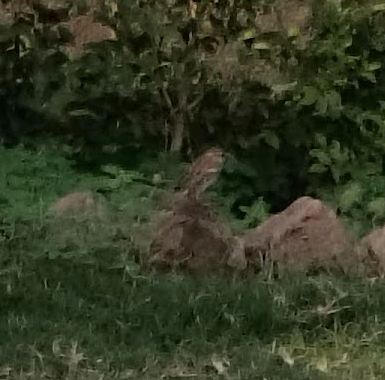 Moineau domestique - ML644260196