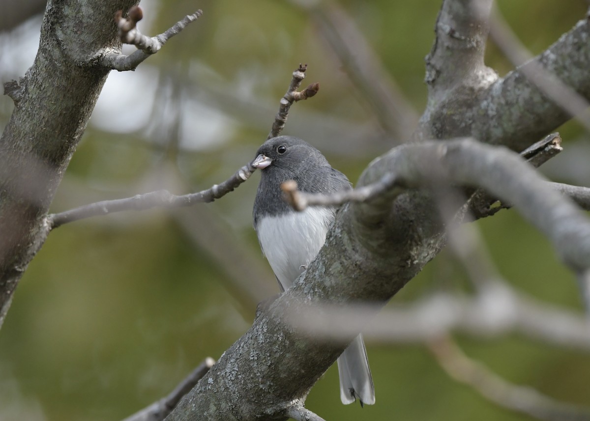 Junco ardoisé - ML644260199