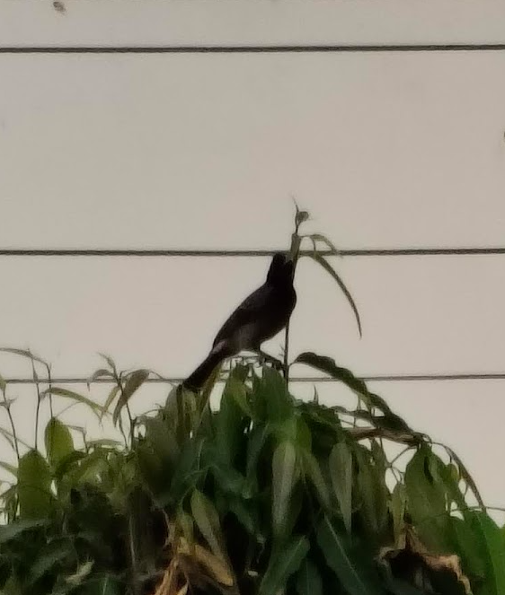 Bulbul à ventre rouge - ML644260200