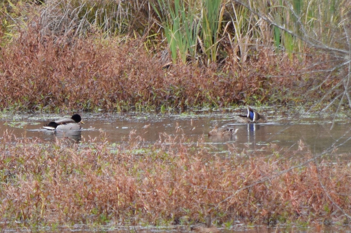 Canard colvert - ML644260201
