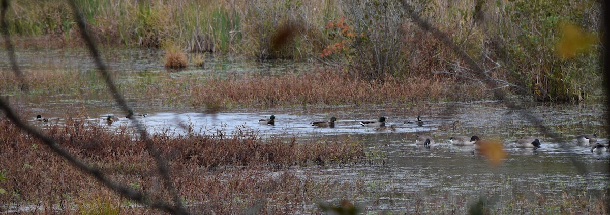 Canard colvert - ML644260202